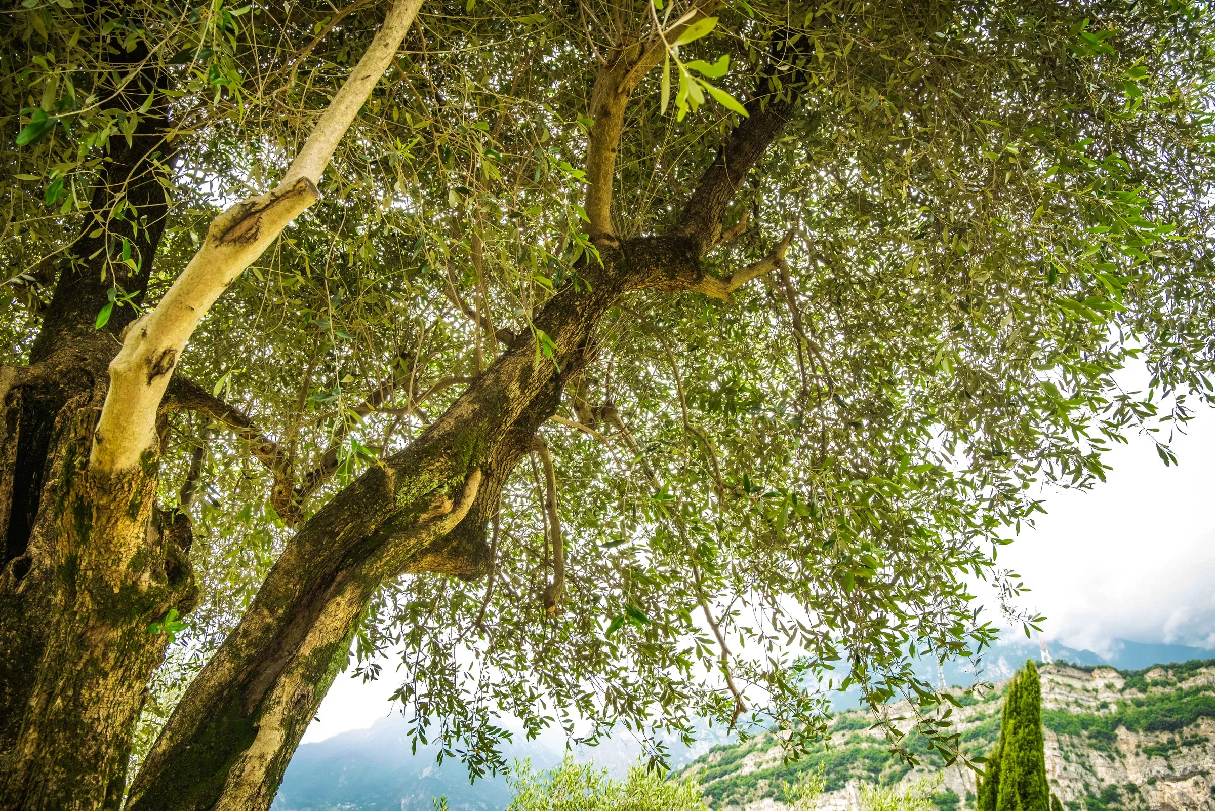 Ulivo del giardino con il lago dietro