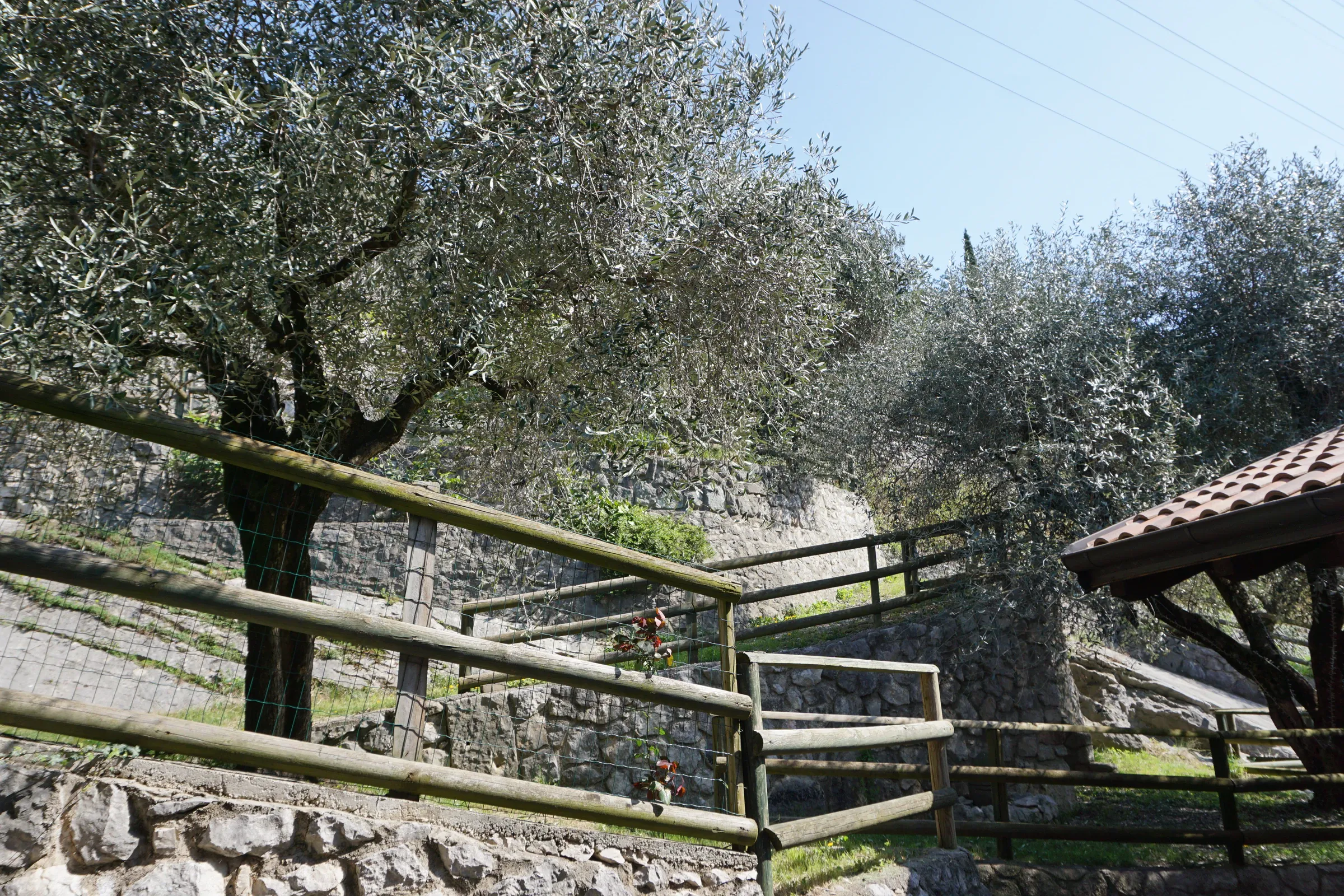 L'uliveto e i muretti di pietra dal balcone della Standard lato monte